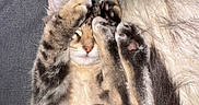Ollie participe au concours pour gagner de l'argent avec cette photo : cat, kitten, furry, sleeping, cuddling, pets, animal, paws, whiskers, ears, striped_fur, fluffy, close_up, portrait, cozy, couch, indoors, relaxed, adorable, cuddle_pile