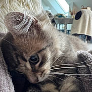Ollie a rejoint le concours — aidez-le/la à gagner de superbes lots ! cat, feline, fluffy, long_hair, tabby, blue_eyes, whiskers, pet, animal, sleeping, resting, curled_up, blanket, cozy, indoor, portrait, close_up, soft_fur, skylight, home