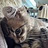cat, feline, fluffy, long_hair, tabby, blue_eyes, whiskers, pet, animal, sleeping, resting, curled_up, blanket, cozy, indoor, portrait, close_up, soft_fur, skylight, home