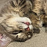 cat, tabby, fluffy, sleeping, upside_down, relaxed, closeup, pet, animal, furry, whiskers, pink_nose, paws, indoor, carpet, cozy, nap, cute, portrait, domestic_cat
