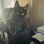 Elvis is registered to the contest to win money with this photo: animal, artwork, black_cat, cat, cozy, curious, domestic, ears, eyes, fluffy, furniture, home, indoor, lamp, pet, portrait, relaxed, resting, speaker, whiskers