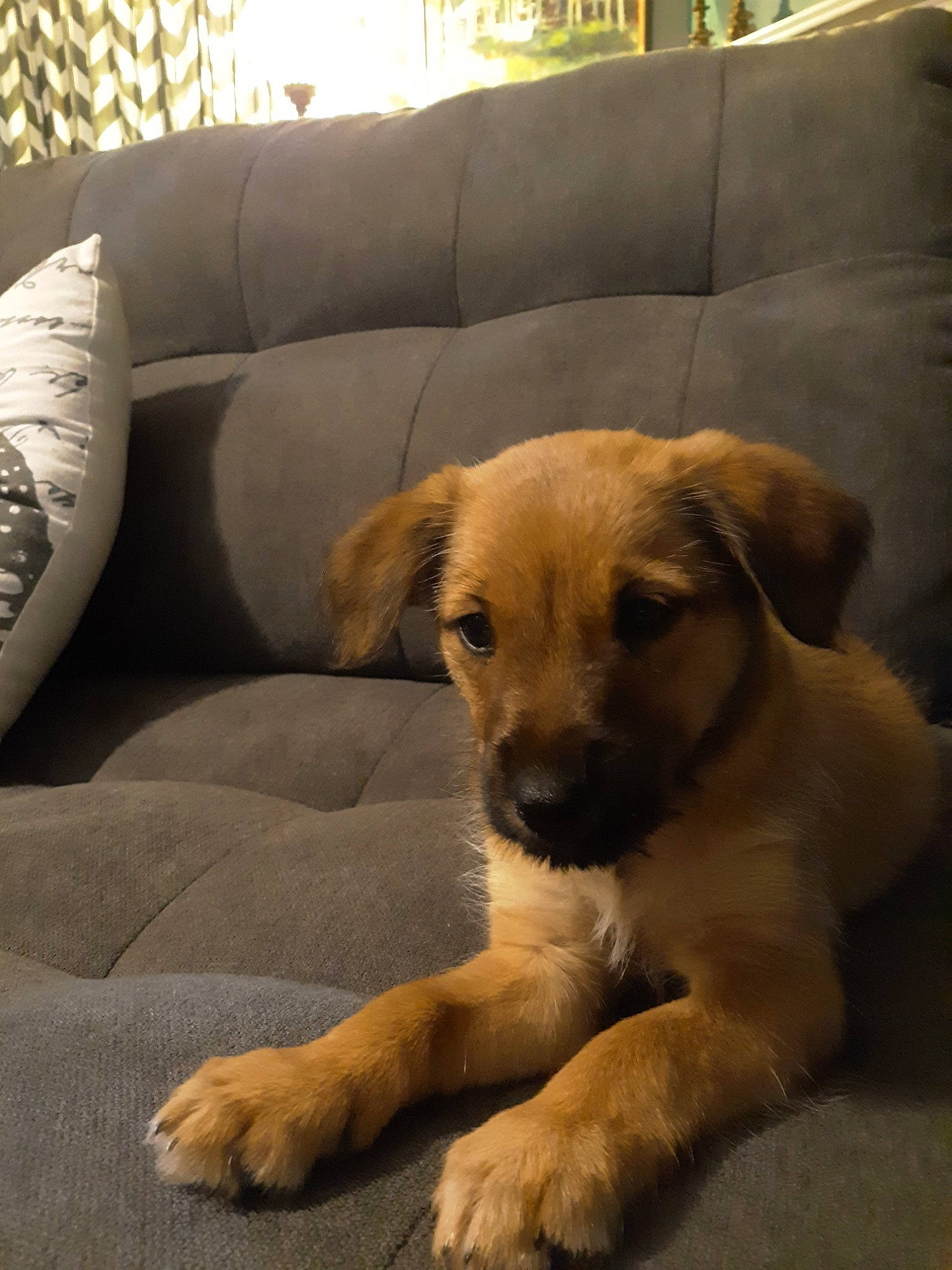 Archer joined the competition — help win amazing prizes! anatolian_shepherd_dog, canidae, carnivore, companion_dog, dog, dog_breed, fawn, mammal, paw, potcake_dog, puppy, small_greek_domestic_dog, snout, sporting_group, street_dog, vertebrate