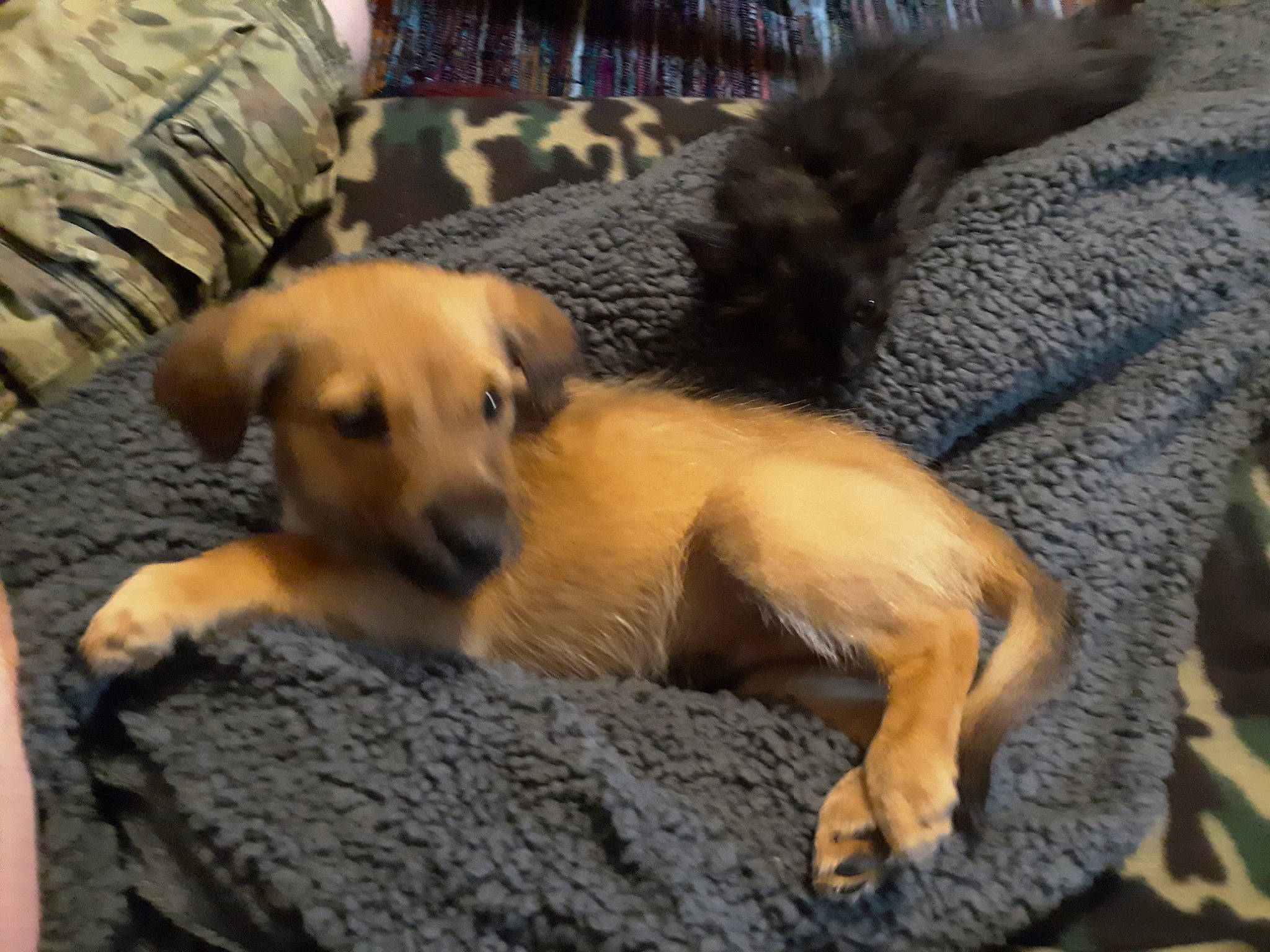 Archer is registered to the contest to win money with this photo: black_mouth_cur, canidae, carnivore, dog, dog_breed, fawn, mammal, potcake_dog, puppy, snout, sporting_group, street_dog, vertebrate