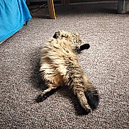 Leo joined the competition — help win amazing prizes! animal, blue_blanket, carpet, cat, cozy, cute, domestic, fluffy, furniture, home, indoor, lying_down, paws, pet, relaxed, resting, sleepy, soft, tabby, tail