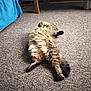 animal, blue_blanket, carpet, cat, cozy, cute, domestic, fluffy, furniture, home, indoor, lying_down, paws, pet, relaxed, resting, sleepy, soft, tabby, tail