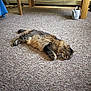 Leo is registered to the contest to win money with this photo: animal, blanket, carpet, cat, cozy, domestic, floor, fur, furniture, home, indoor, pet, quiet, relaxed, resting, sleeping, tabby, table, watering_can, whiskers