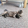 Leo joined the competition — help win amazing prizes! animal, carpet, cat, cozy, domestic, feline, floor, fluffy, fur, household_items, indoor, laying_down, paws, pet, quiet, relaxed, spray_bottle, tabby, watering_can, whiskers