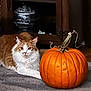 cat, pumpkin, orange, white, fluffy, indoor, carpet, furniture, cabinet, pet, animal, relaxed, cute, home, floor, stem, fall, autumn, decor, cozy