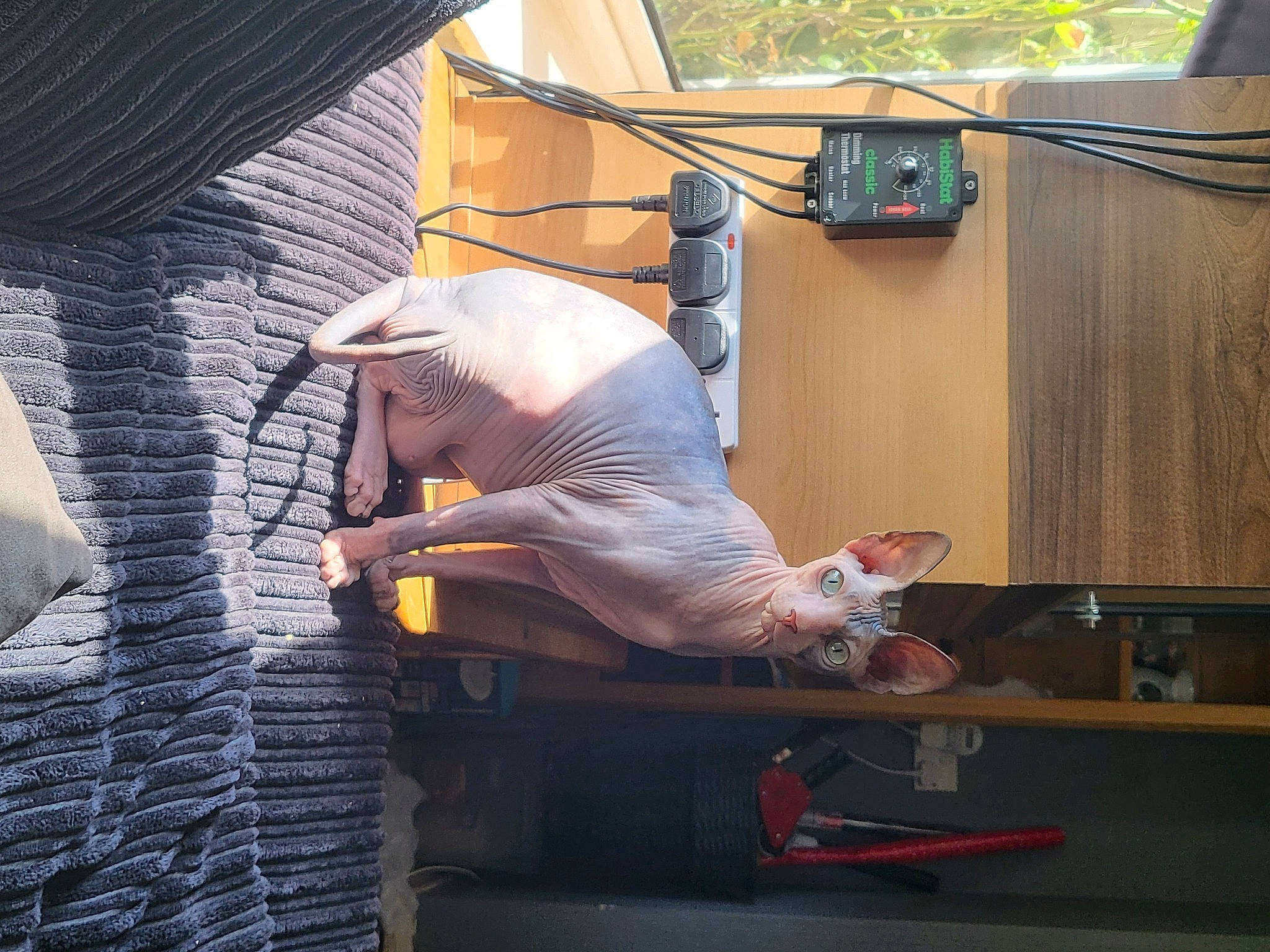 Bonita is registered to the contest to win money with this photo: entertainment, event, flesh, fun, leisure, metal, performance, performance_art, performing_arts, public_event, room, table, tree, wood