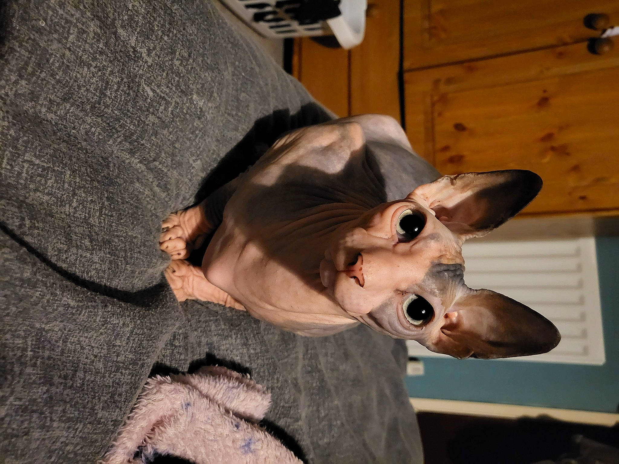 Bonita joined the competition — help win amazing prizes! canidae, carnivore, collar, companion_dog, dog, dog_breed, dog_supply, door, ear, eyewear, fashion_accessory, fawn, fur, hat, sleeve, snout, sporting_group, sunglasses, wood, working_animal