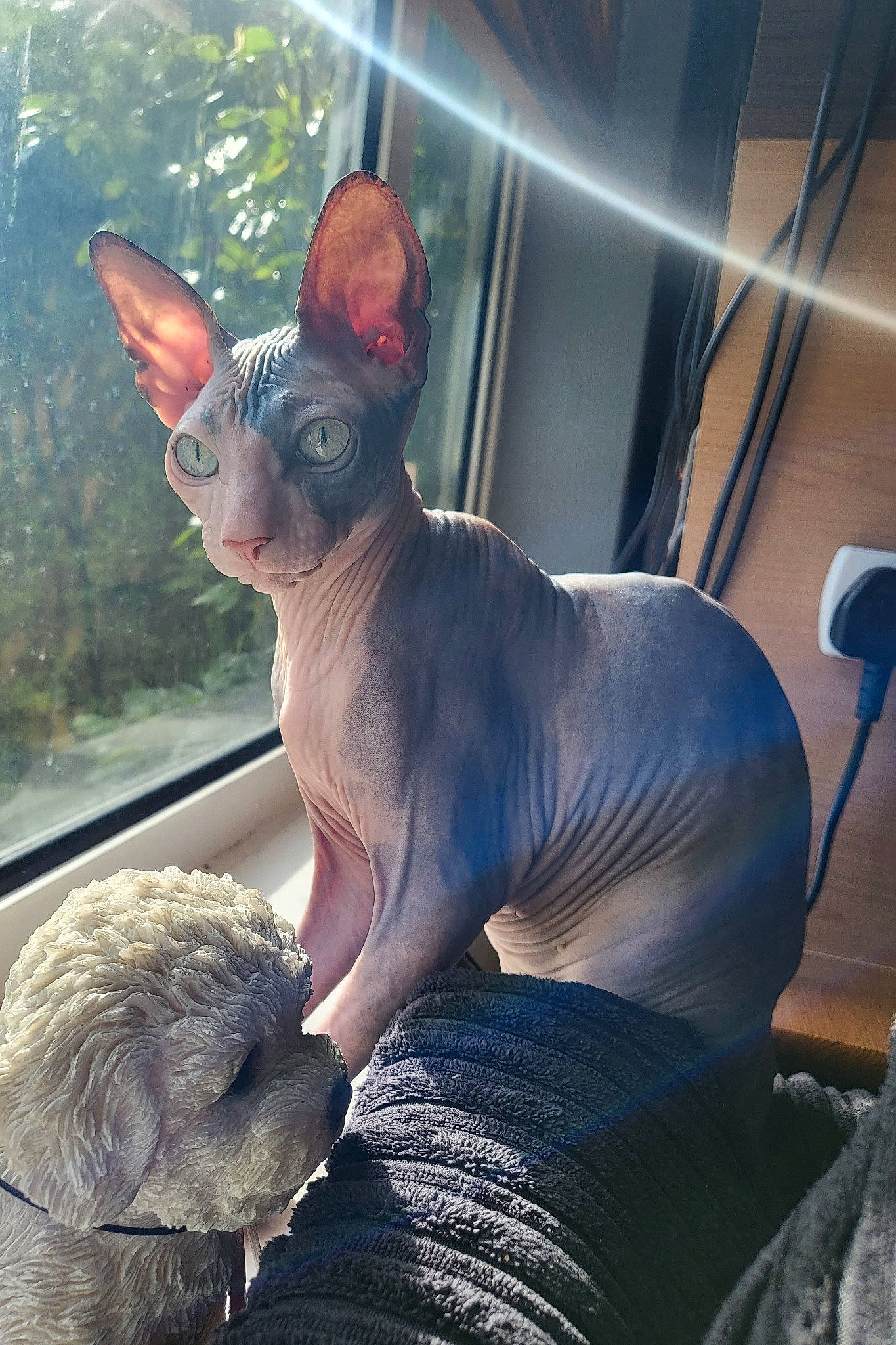 Bonita is registered to the contest to win money with this photo: carmine, carnivore, cat, comfort, donskoy, ear, electric_blue, fawn, felidae, fur, peterbald, small_to_medium_sized_cats, snout, tail, terrestrial_animal, whiskers