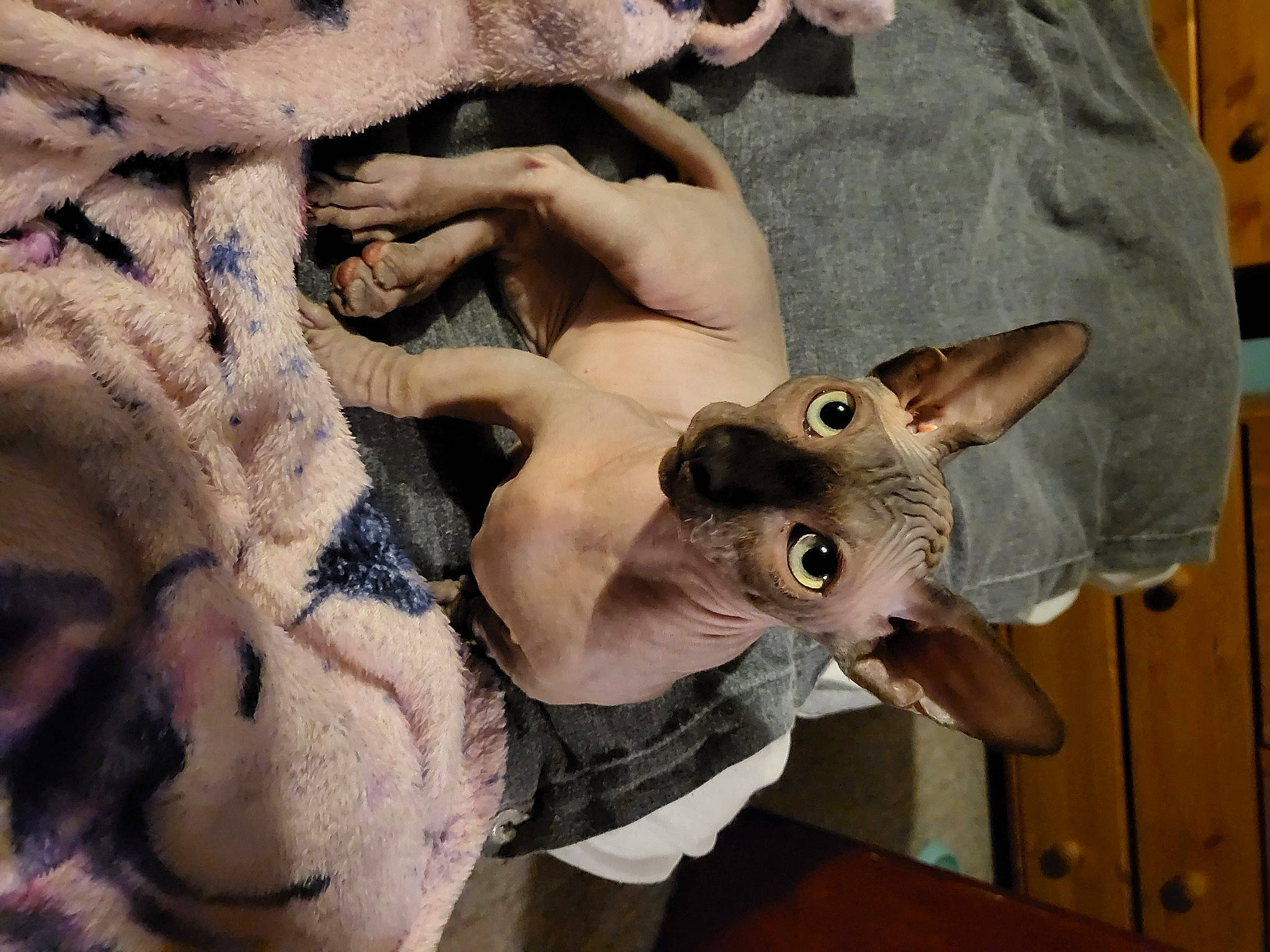 Henry is registered to the contest to win money with this photo: cat, ear, fawn, felidae, flesh, fur, headgear, nail, pattern, small_to_medium_sized_cats, snout, stuffed_toy, terrestrial_animal, toy, whiskers, wood, working_animal, wrinkle