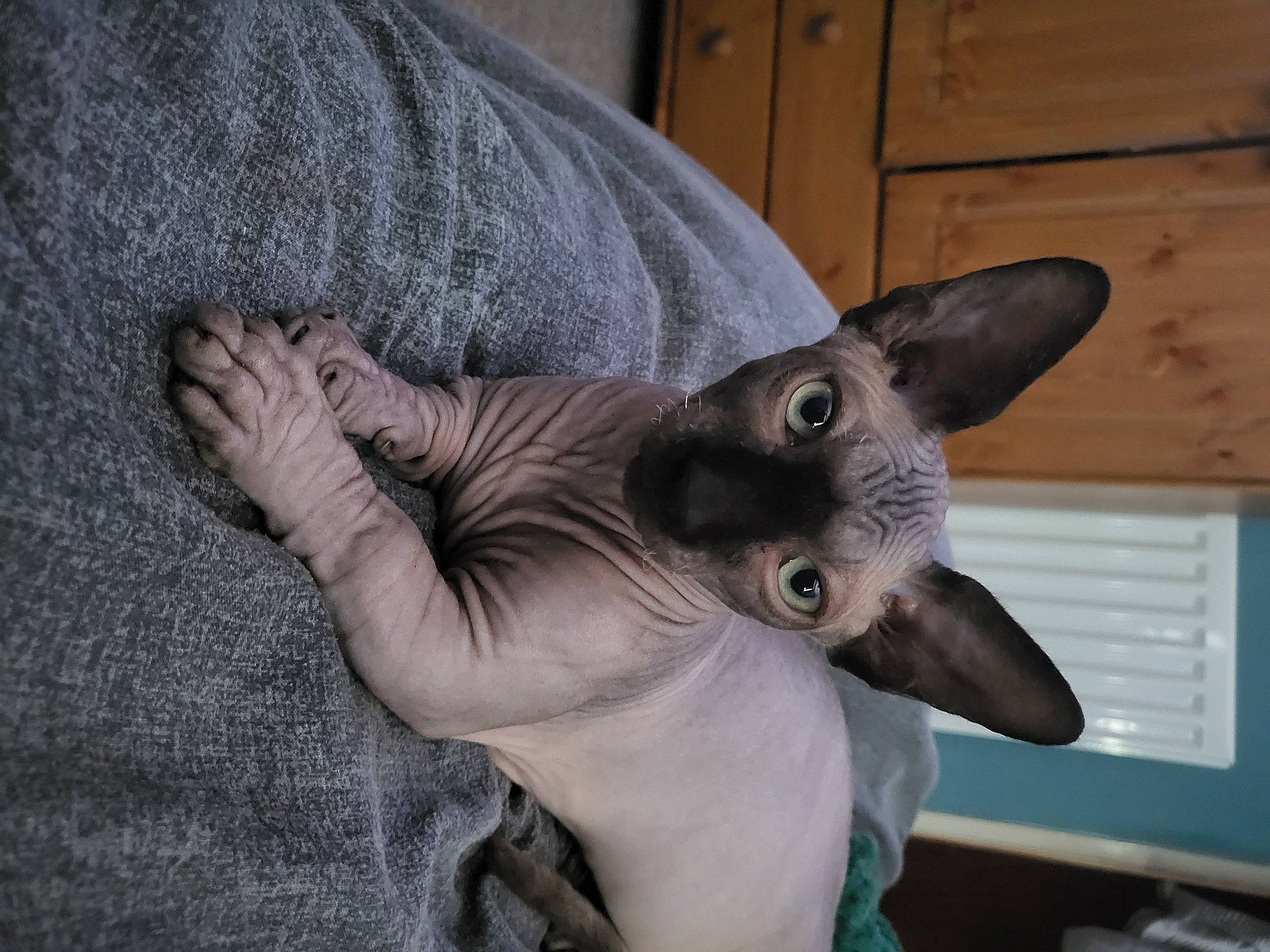 Henry is registered to the contest to win money with this photo: carnivore, cat, comfort, domestic_short_haired_cat, ear, fawn, felidae, fur, gesture, grey, oriental_shorthair, paw, russian_blue, small_to_medium_sized_cats, snout, tail, toy, whiskers, wood
