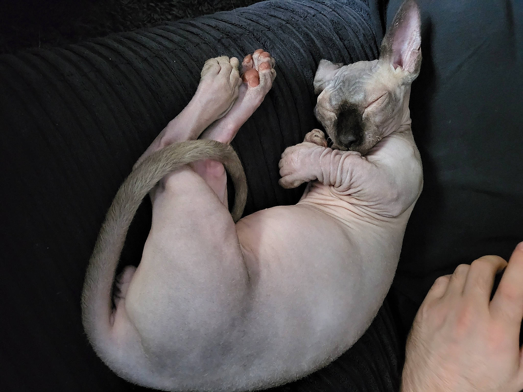 Henry joined the competition — help win amazing prizes! carnivore, comfort, companion_dog, dog, dog_breed, ear, fawn, felidae, finger, foot, gesture, hand, leg, nail, small_to_medium_sized_cats, snout, terrestrial_animal, thumb, whiskers, wrinkle