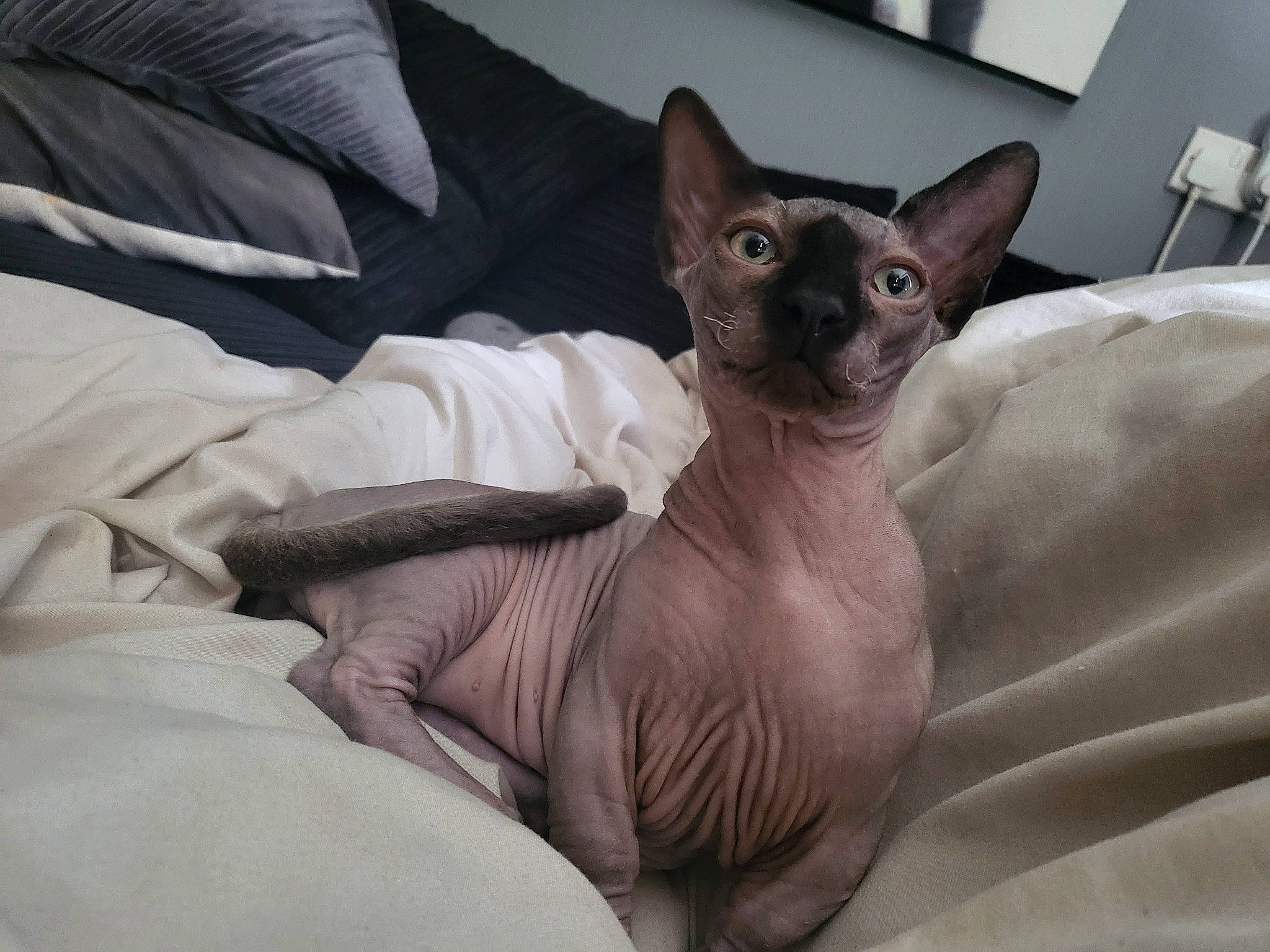 Henry is registered to the contest to win money with this photo: balinese, carnivore, cat, cat_supply, comfort, domestic_short_haired_cat, eye, fawn, felidae, fur, head, linens, siamese, small_to_medium_sized_cats, snout, terrestrial_animal, thai, whiskers