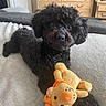 dog, black_dog, toy, stuffed_animal, bed, blanket, furniture, dresser, door, indoor, pet, animal, fur, cute, relaxed, lying_down, cozy, soft, home, living_space