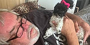 Pebbles Kay is registered to the contest to win money with this photo: beard, black_and_white_dog, casual_clothing, companion, cozy, curious, dog, glasses, hair_tie, hand, holding, home, indoor, leopard_print, lying_down, man, pet, pillow, relaxed, short_hair