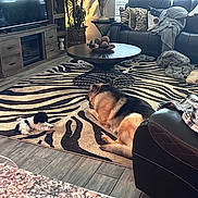 Pebbles Kay is registered to the contest to win money with this photo: animal, blanket, coffee_table, companion, cozy, cushion, decor, dog, german_shepherd, indoor, living_room, modern_furniture, pet, plant, puppy, relaxing, rug, sofa, wood_floor, zebra_pattern