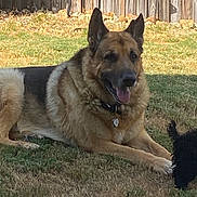 Thor is registered to the contest to win money with this photo: german_shepherd, dog, small_dog, grass, backyard, fence, pet, animal, canine, outdoor, sunlight, relaxed, tongue_out, collar, tag, playing, two_dogs, nature, summer, shade