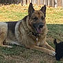german_shepherd, dog, small_dog, grass, backyard, fence, pet, animal, canine, outdoor, sunlight, relaxed, tongue_out, collar, tag, playing, two_dogs, nature, summer, shade