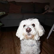 Coton a rejoint le concours — aidez-le/la à gagner de superbes lots ! animal, canine, companion, couch, curious, cute, dog, domestic, fluffy, friendly, furniture, household, indoor, living_room, looking_up, pet, portrait, small_dog, white_dog, wooden_floor