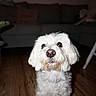 animal, canine, companion, couch, curious, cute, dog, domestic, fluffy, friendly, furniture, household, indoor, living_room, looking_up, pet, portrait, small_dog, white_dog, wooden_floor