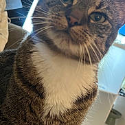 Kissy is registered to the contest to win money with this photo: cat, tabby_cat, close_up, whiskers, fur, indoor, pet, curious, animal, white_chest, face, eyes, nose, portrait, feline, home, domestic_cat, looking, cute, mammal