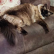 Mila joined the competition — help win amazing prizes! animal, brown, cat, couch, cozy, decorative_pillow, domestic, feline, fluffy, fur, furniture, home, indoor, living_room, pet, relaxed, resting, sleepy, tail, whiskers
