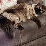 animal, brown, cat, couch, cozy, decorative_pillow, domestic, feline, fluffy, fur, furniture, home, indoor, living_room, pet, relaxed, resting, sleepy, tail, whiskers