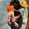 kitten, cat, black_and_white, sleeping, pet_bed, toy, orange_toy, pink_ball, feathers, soft, cozy, indoor, carpet, cute, small, resting, fur, whiskers, paw, animal