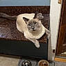 Pearl is registered to the contest to win money with this photo: cat, siamese_cat, countertop, food_bowl, water_bowl, cat_mat, blue_wall, door_frame, indoor, pet, animal, feline, floor, curious, resting, domestic, kibble, household, cozy, looking_up