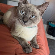 Pearl joined the competition — help win amazing prizes! cat, siamese_cat, blue_eyes, pet, indoor, bed, orange_bedspread, furniture, dresser, lamp, cozy, relaxed, whiskers, curious, fur, domestic_animal, animal, mammal, soft_light, home