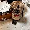Pearl joined the competition — help win amazing prizes! cat, siamese_cat, bow_tie, box, envelopes, floor, indoor, pet, animal, feline, cute, domestic_cat, resting, looking_up, whiskers, ears, paws, collar, bell, brown