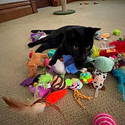 Salem joined the competition — help win amazing prizes! black_cat, cat, indoor, carpet, toys, feathers, stuffed_animals, scratching_post, mushroom_shaped, window, blinds, pet, playful, colorful, floor, animal, feline, relaxing, home, cozy