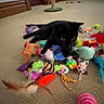 black_cat, cat, indoor, carpet, toys, feathers, stuffed_animals, scratching_post, mushroom_shaped, window, blinds, pet, playful, colorful, floor, animal, feline, relaxing, home, cozy
