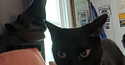 Salem joined the competition — help win amazing prizes! black_cat, cat, bow_tie, bed, blanket, curtains, window, mirror, posters, indoor, pet, feline, cozy, bedroom, decor, animal, collar, cute, curious, domestic