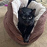 Salem is registered to the contest to win money with this photo: black_cat, cat, pet_bed, plush_bed, indoor, carpet, curious_eyes, cozy, relaxed, animal, feline, home, floor_tiles, looking_at_camera, resting, cute, soft_texture, domestic_cat, fur, whiskers