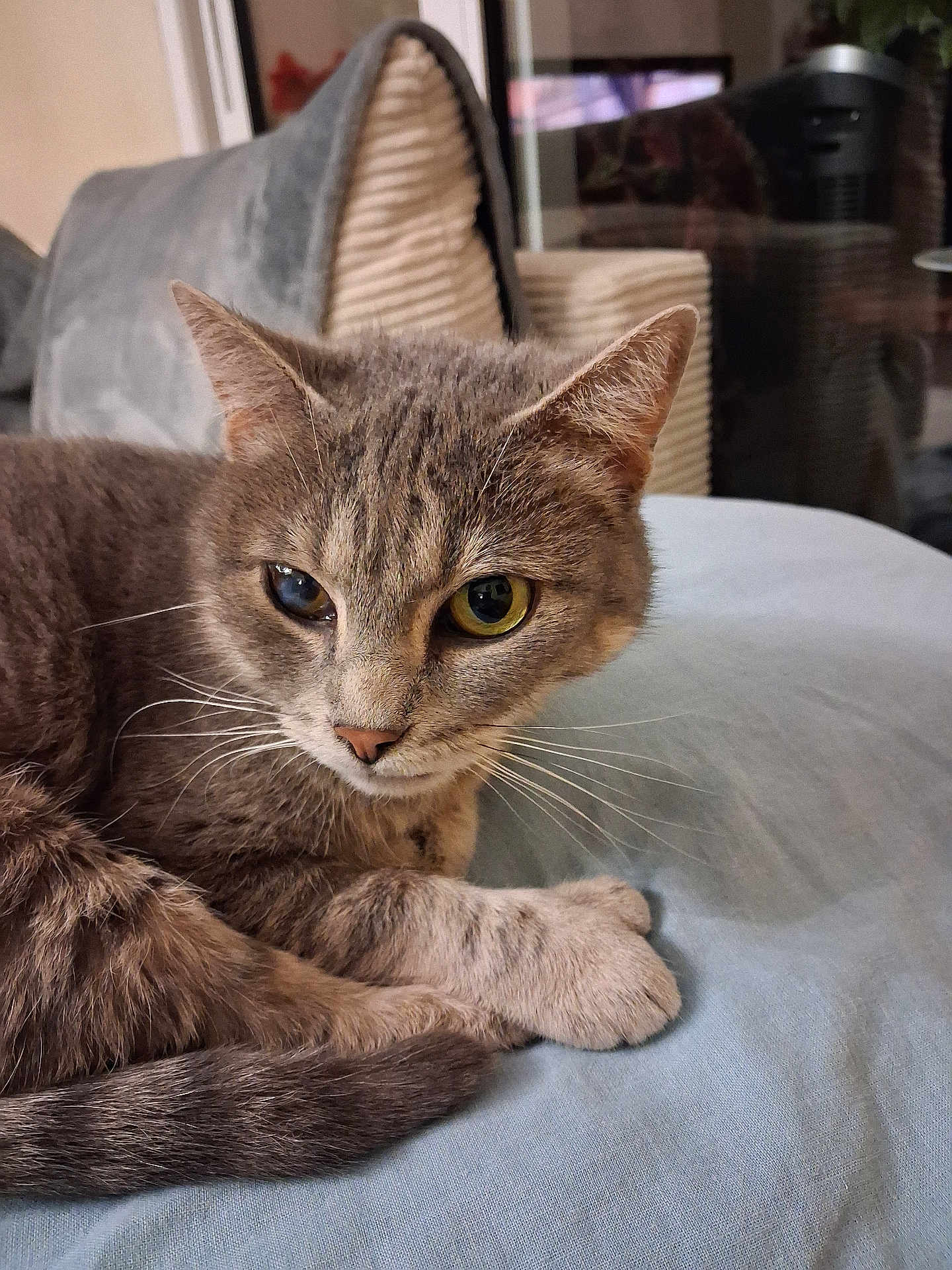 Plume a rejoint le concours — aidez-le/la à gagner de superbes lots ! cat, gray_cat, tabby, pet, indoor, close_up, feline, whiskers, ears, paws, fur, relaxed, animal, domestic_cat, household, scratcher, resting, cute, looking_away, soft_light