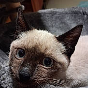 Ange a rejoint le concours — aidez-le/la à gagner de superbes lots ! cat, kitten, siamese, close_up, blue_eyes, whiskers, soft_texture, gray_blanket, pet, domestic_animal, cute, fur, resting, face, animal_portrait, indoor, cozy, young_cat, curious, small