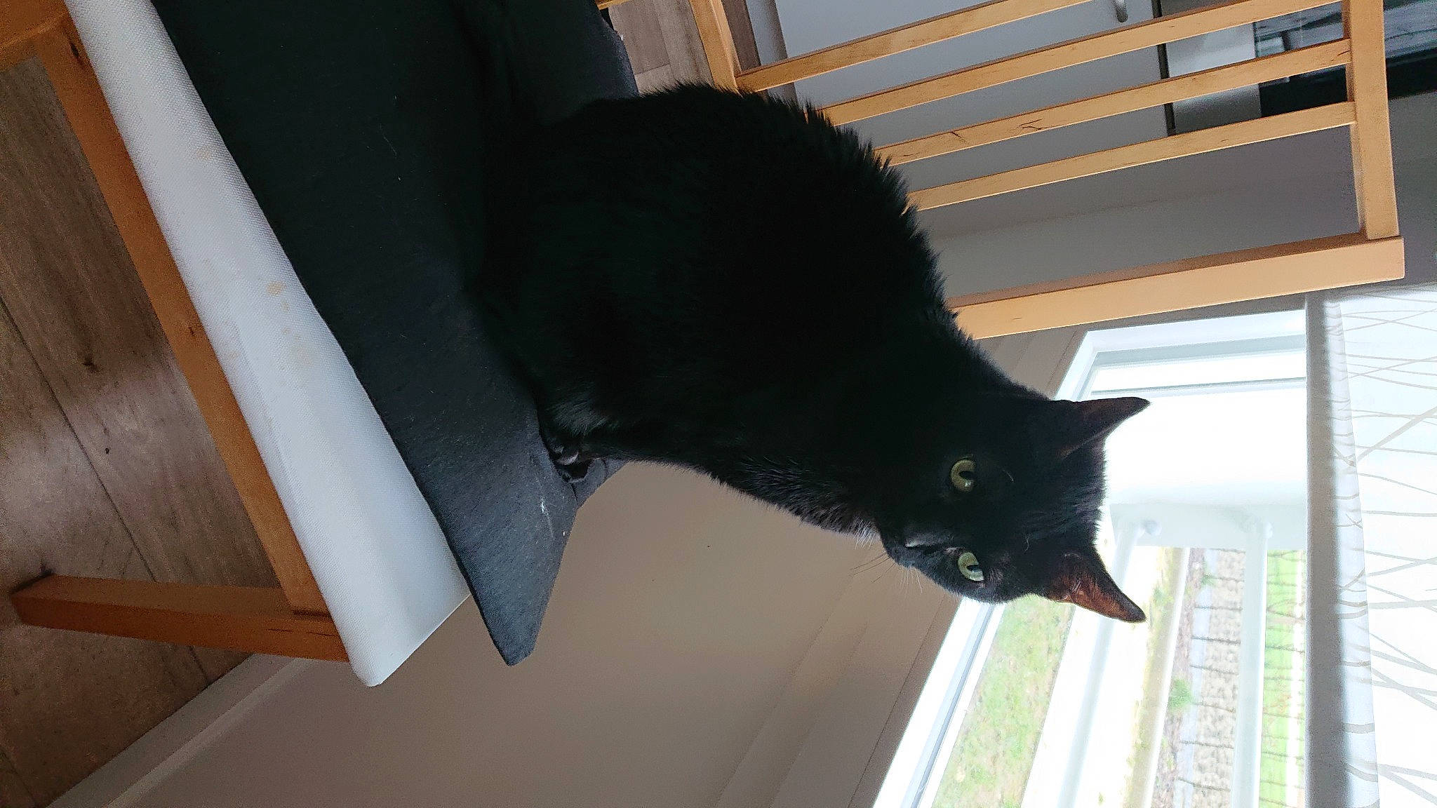 Elliot participe au concours pour gagner de l'argent avec cette photo : black_cat, carnivore, cat, daylighting, domestic_short_haired_cat, felidae, fixture, fur, hardwood, home, interior_design, mammal, small_to_medium_sized_cats, snapshot, snout, vertebrate, whiskers, window_covering, wood, wood_stain