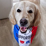 Balou a rejoint le concours — aidez-le/la à gagner de superbes lots ! accessories, animal, ball, bandana, bodypart, canine, cat, cockerspaniel, dog, goldenretriever, headband, hound, husky, labradorretriever, mouth, person, pet, puppy, teeth, whitedog