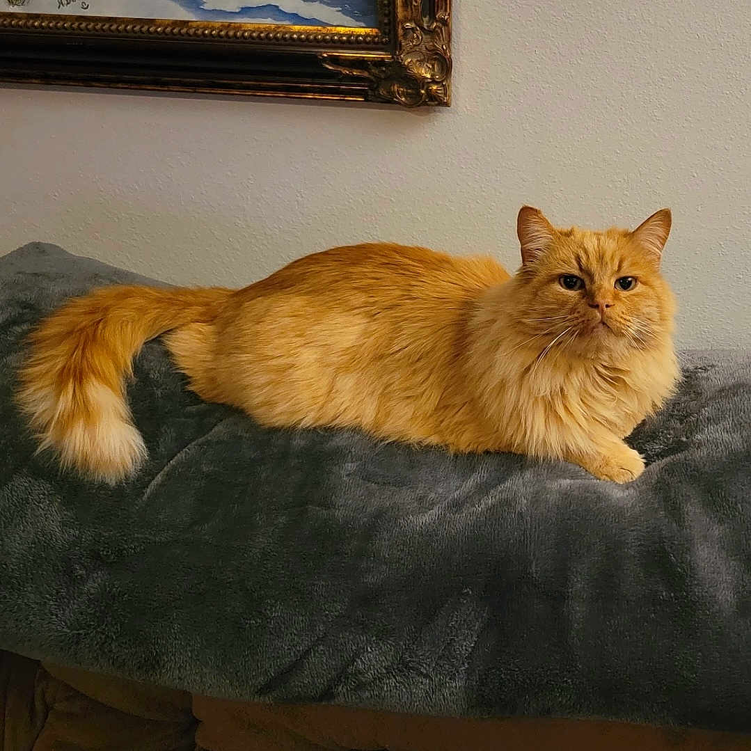 Punkin is registered to the contest to win money with this photo: abyssinian, angora, animal, architecture, art, building, cat, couch, cushion, furniture, homedecor, indoors, interiordesign, kitten, livingroom, manx, painting, pet, photography, wood