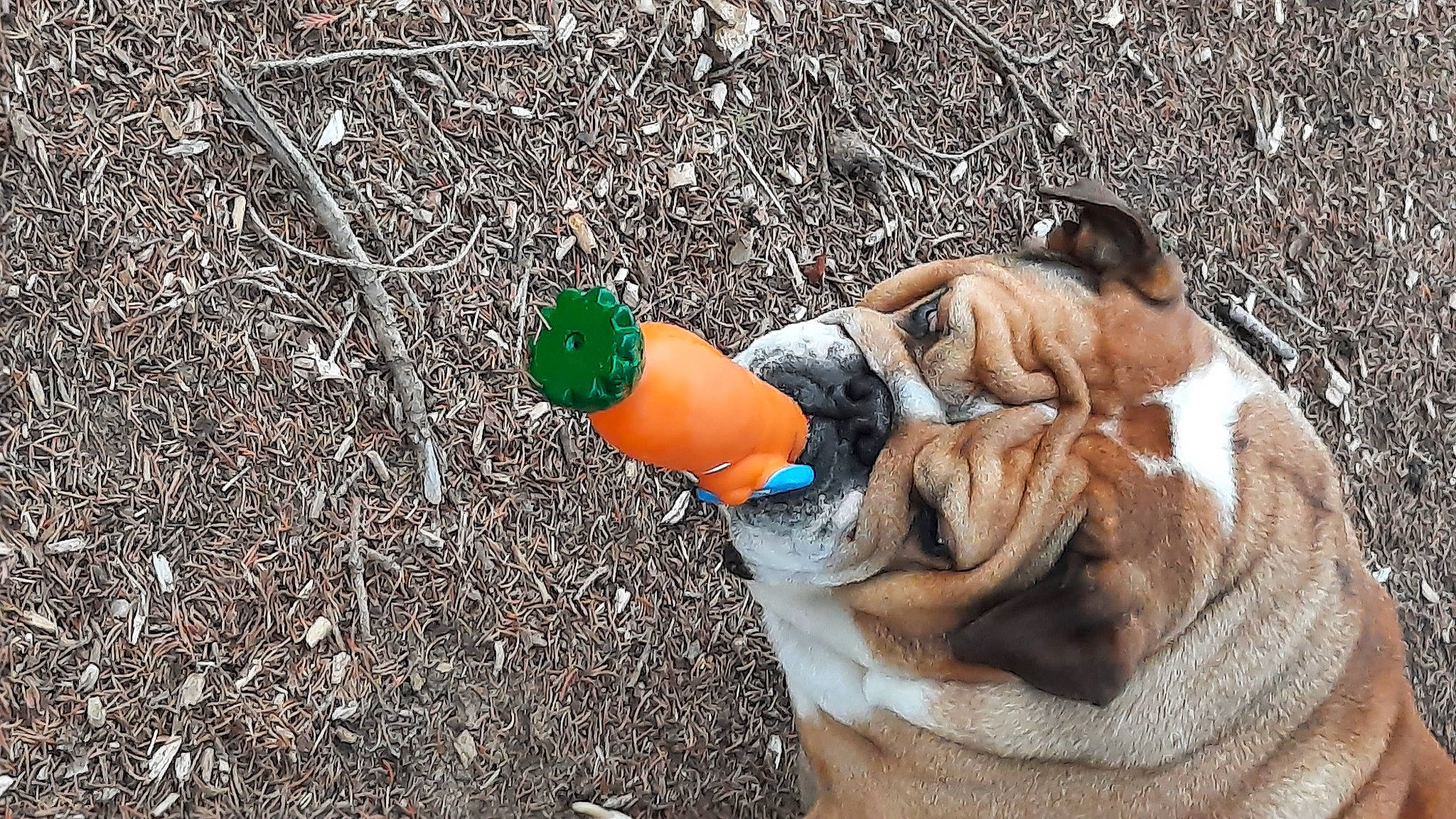 Nawa a rejoint le concours — aidez-le/la à gagner de superbes lots ! bulldog, canidae, carnivore, companion_dog, dog, dog_breed, dog_collar, dog_supply, fawn, fur, grass, non_sporting_group, people_in_nature, plant, soil, sporting_group, tail, toy_dog, tree, wrinkle