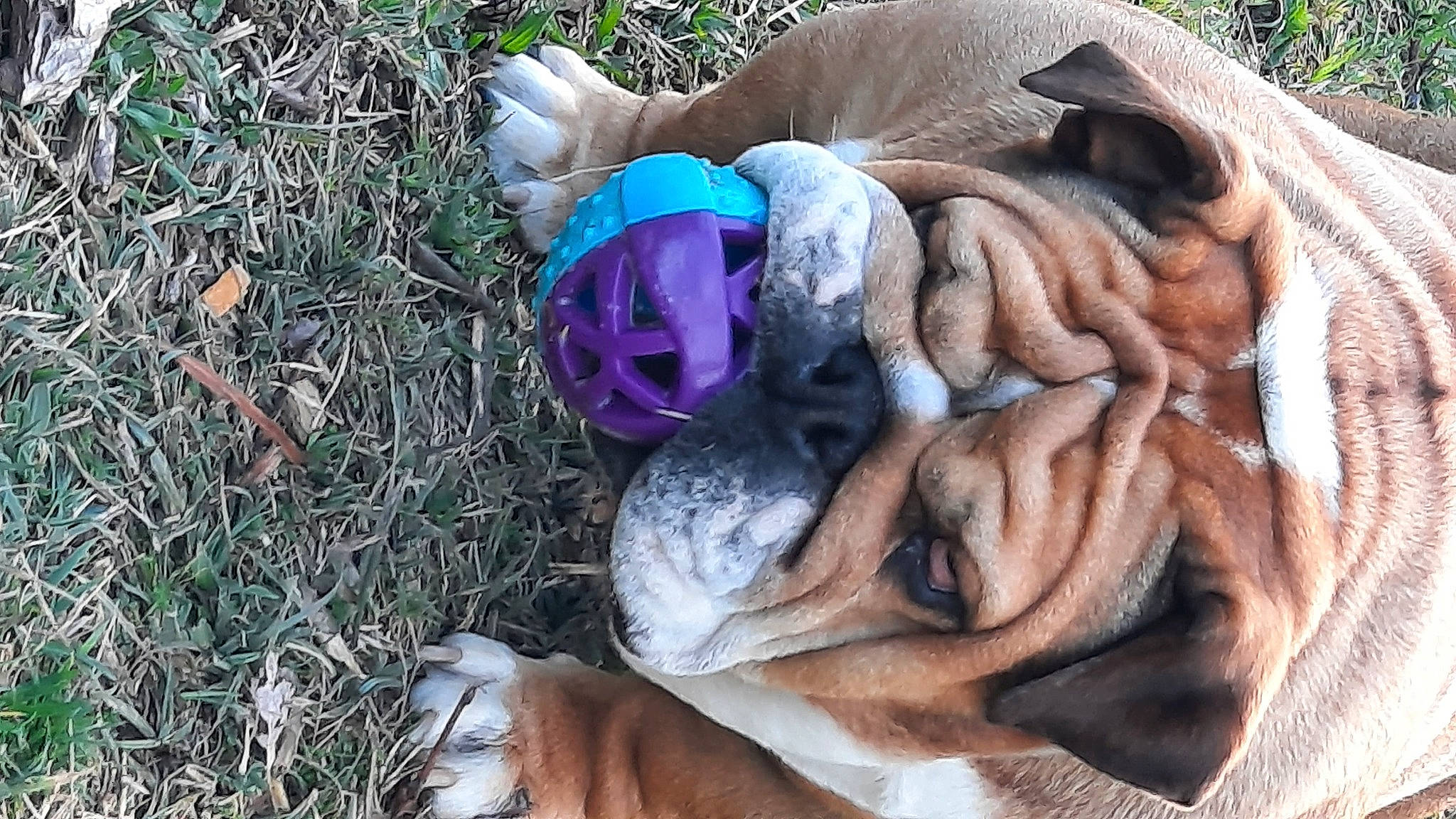 Nawa participe au concours pour gagner de l'argent avec cette photo : adaptation, botany, electric_blue, fawn, flower, fur, grass, groundcover, lawn_ornament, leaf, magenta, natural_material, organism, plant, purple, soil, tree, wood, wool, wrinkle