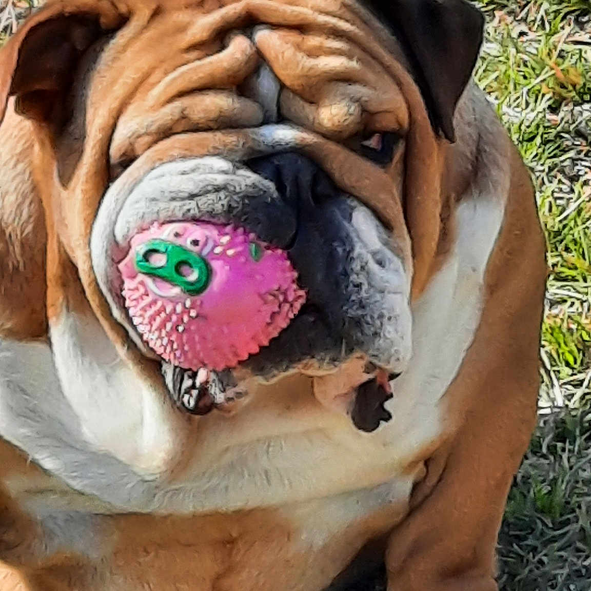 Nawa