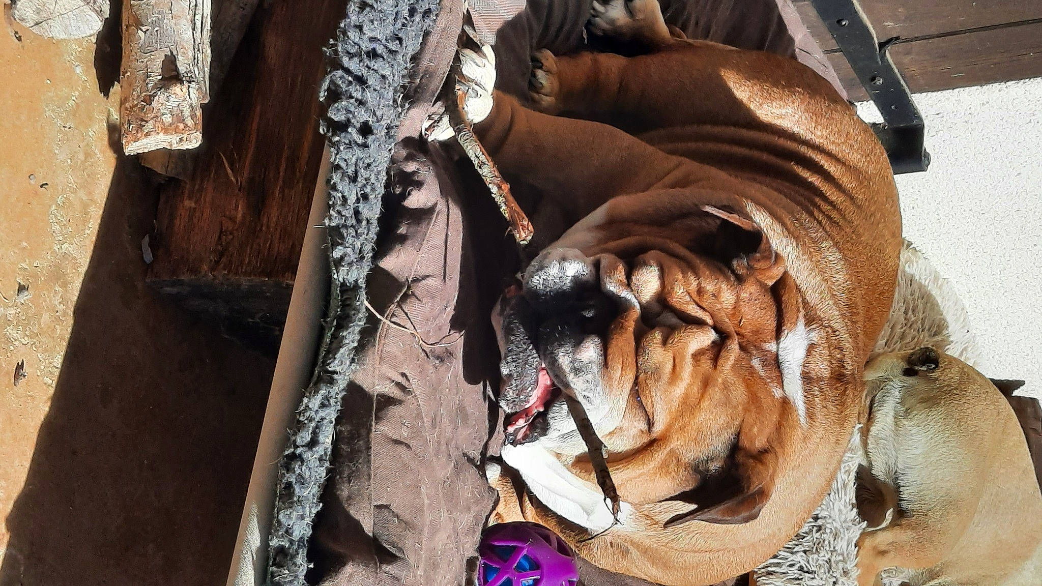 Nawa a rejoint le concours — aidez-le/la à gagner de superbes lots ! canidae, carnivore, companion_dog, dog, dog_breed, fashion_accessory, fawn, felidae, fur, leash, liver, pattern, snout, sporting_group, terrestrial_animal, tree, wildlife, wood, working_animal, wrinkle