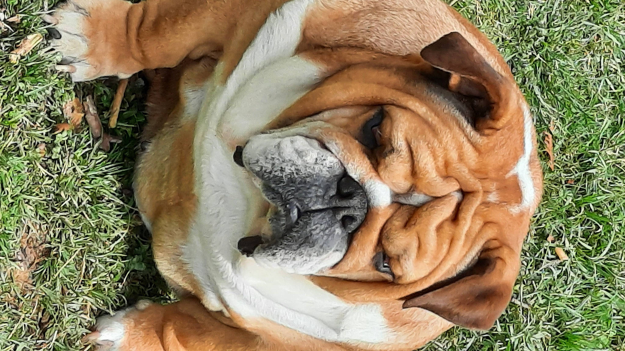 Nawa participe au concours pour gagner de l'argent avec cette photo : canidae, carnivore, comfort, companion_dog, dog, dog_breed, fawn, grass, molosser, nap, plant, shar_pei, snout, sporting_group, terrestrial_animal, tree, wildlife, wood, working_dog, wrinkle