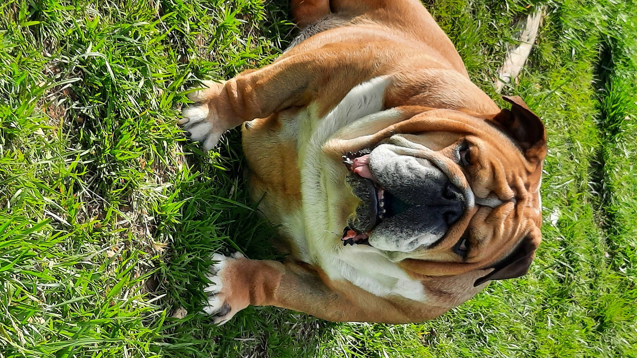 Nawa participe au concours pour gagner de l'argent avec cette photo : biting, bulldog, canidae, carnivore, collar, companion_dog, dog, dog_breed, dog_supply, fawn, grass, liver, plant, snout, sporting_group, terrestrial_animal, whiskers, white_english_bulldog, working_dog, wrinkle