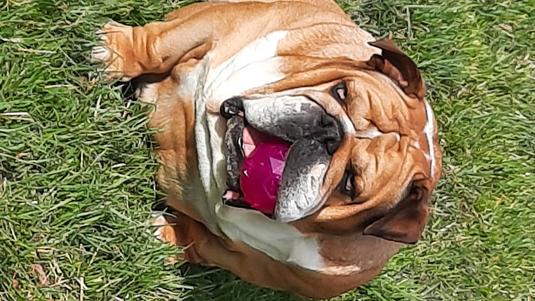 Nawa participe au concours pour gagner de l'argent avec cette photo : canidae, carnivore, collar, companion_dog, dog, dog_breed, dog_supply, fawn, fur, grass, liver, natural_material, plant, snout, sporting_group, terrestrial_animal, whiskers, wildlife, working_animal, wrinkle