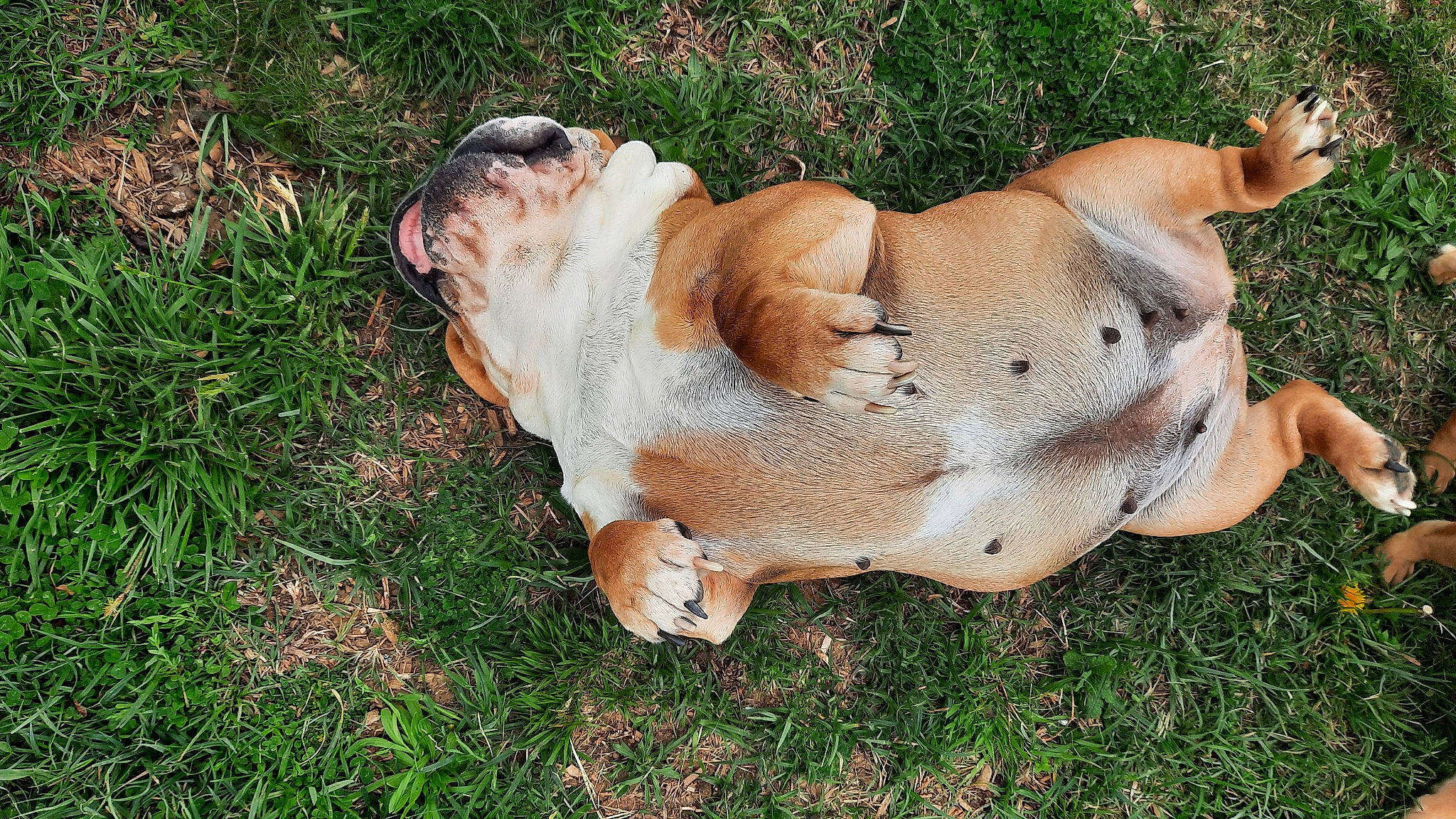 Nawa participe au concours pour gagner de l'argent avec cette photo : art, big_cats, canidae, carnivore, companion_dog, dog, dog_breed, domestic_pig, fawn, felidae, grass, grassland, livestock, pasture, sculpture, snout, sporting_group, suidae, tail, terrestrial_animal